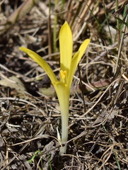 Sternbergia colchiciflora