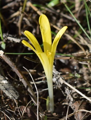 Sternbergia colchiciflora