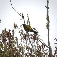 Anthornis melanura melanura