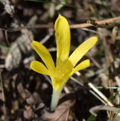 Sternbergia colchiciflora