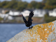 Corvus brachyrhynchos