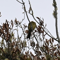 Anthornis melanura melanura