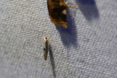 Argyresthia conjugella