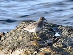 Calidris virgata