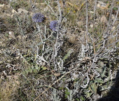 Echinops ritro ruthenicus