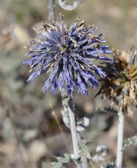 Echinops ritro ruthenicus