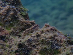 Microlipophrys adriaticus