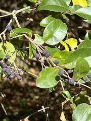 Ligustrum ovalifolium