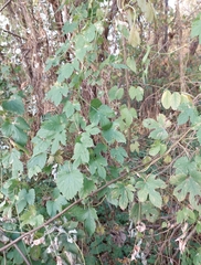 Humulus lupulus