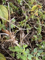 Xyleus discoideus rosulentus