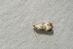 Phalonidia memoranda