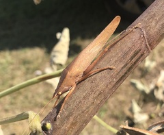 Pyrgocorypha uncinata