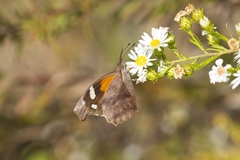 Libytheana carinenta