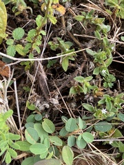 Xyleus discoideus rosulentus