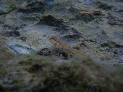 Microlipophrys dalmatinus