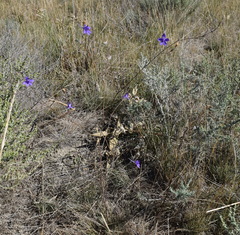 Delphinium consolida paniculatum