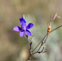 Delphinium consolida paniculatum