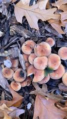 Gymnopus brassicolens