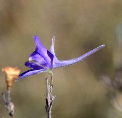 Delphinium consolida paniculatum