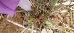 Ipomoea bolusiana