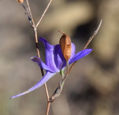 Delphinium consolida paniculatum