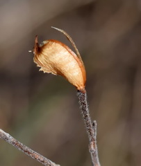 Delphinium consolida paniculatum