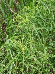 Helianthus salicifolius