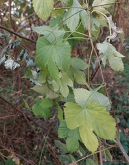 Humulus lupulus