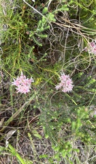 Serruria rubricaulis