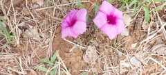 Ipomoea bolusiana
