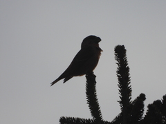 Loxia pytyopsittacus