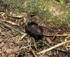 Plectania rhytidia