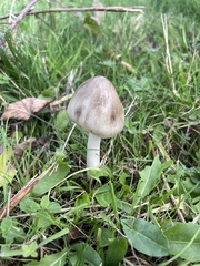 Volvopluteus gloiocephalus