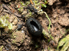 Plectania rhytidia