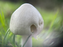 Volvopluteus gloiocephalus