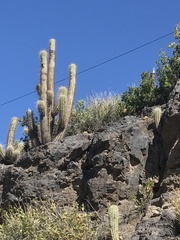 Trichocereus chiloensis