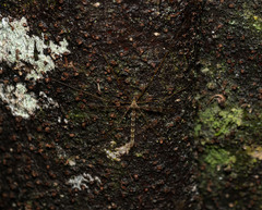 Austrolimnophila argus