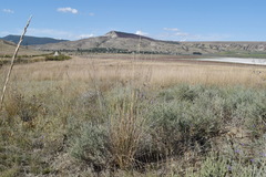 Thinopyrum elongatum