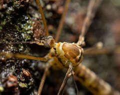 Austrolimnophila argus