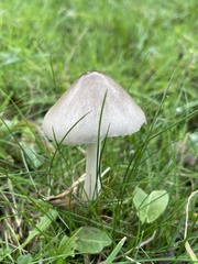 Volvopluteus gloiocephalus