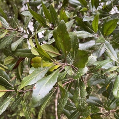 Elaeocarpus hookerianus