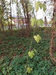 Humulus lupulus