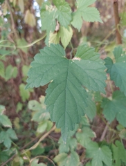 Humulus lupulus