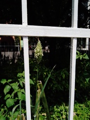 Phalaris canariensis