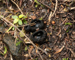 Plectania rhytidia