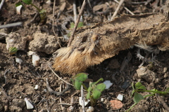 Lepus granatensis