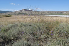 Delphinium consolida paniculatum