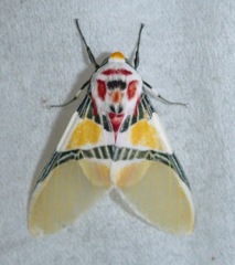 Idalus herois