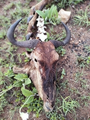 Connochaetes taurinus taurinus