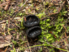 Plectania rhytidia